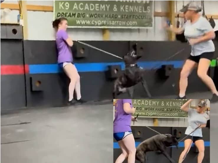 Picchiano ferocemente il cane durante l'addestramento: il video virale porta al loro arresto (Video)