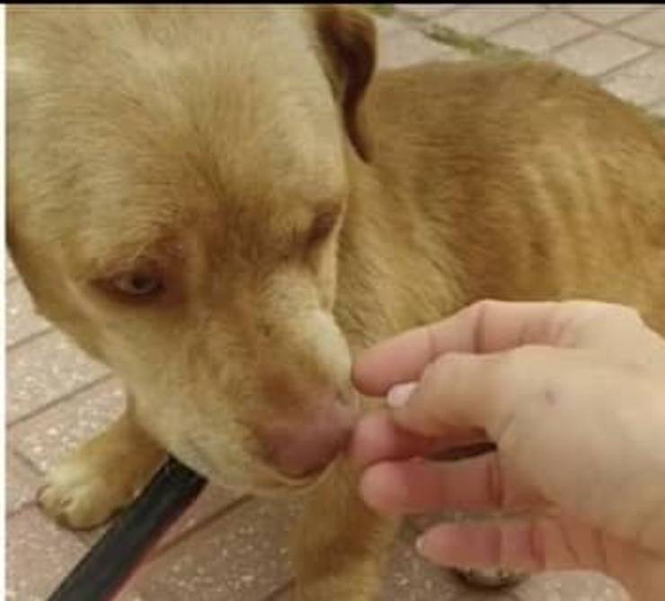 Giovane donna si occupa degli animali finche non trova una casa per loro (Video)