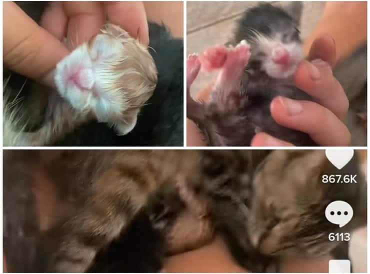 Una gata da a luz en el vientre de su madre humana (Pantalla Video)