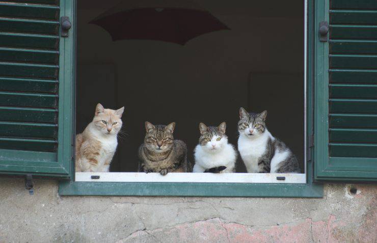 Con quanti gatti si può vivere in casa? 
