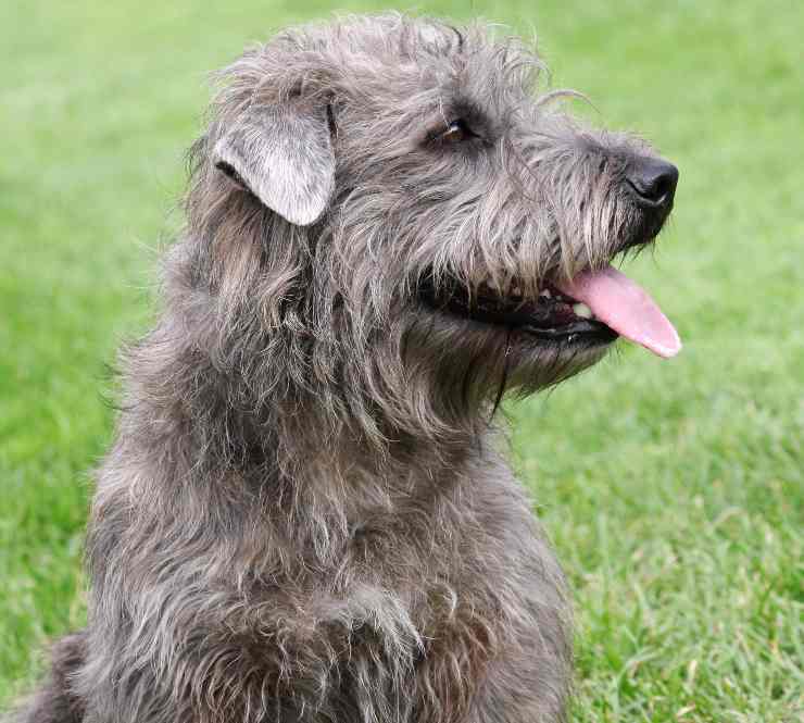 Irish glen of Imaal Terrier