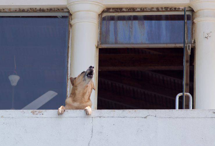 Compensación por los ladridos del perro alojado en la terraza