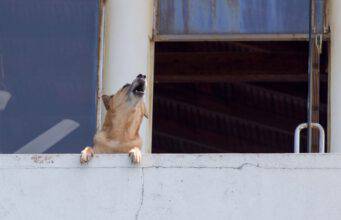 Risarcimento per i guaiti del cane tenuto sul terrazzo