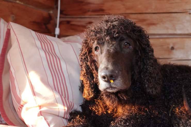 Irish Water Spaniel