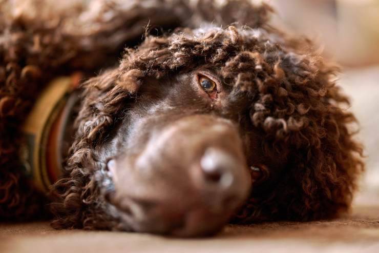 Irish Water Spaniel