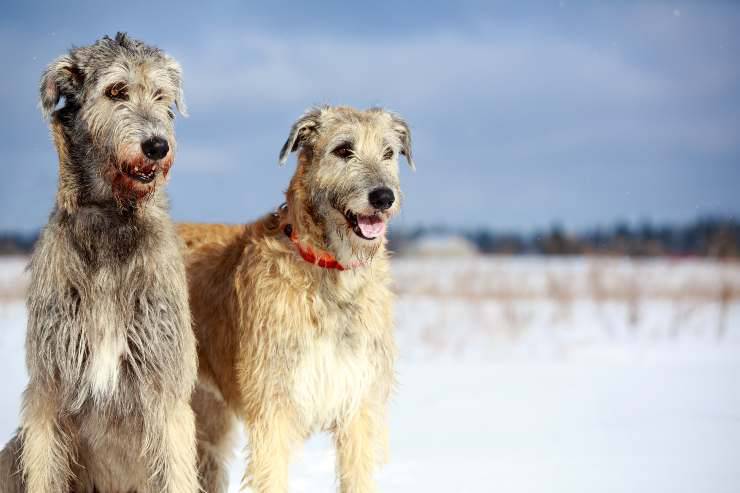 Irish Wolfhound coppia