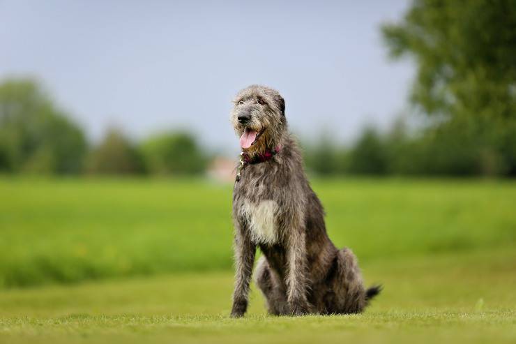 Irish Wolfhound