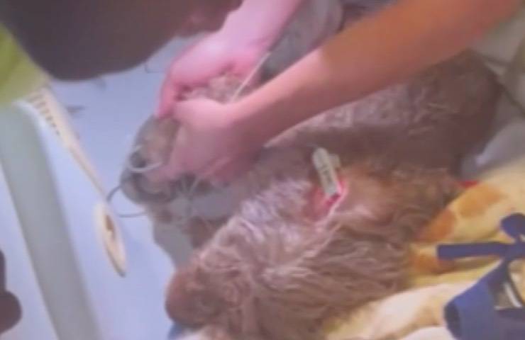 rocco cagnolino incastrato scarico 