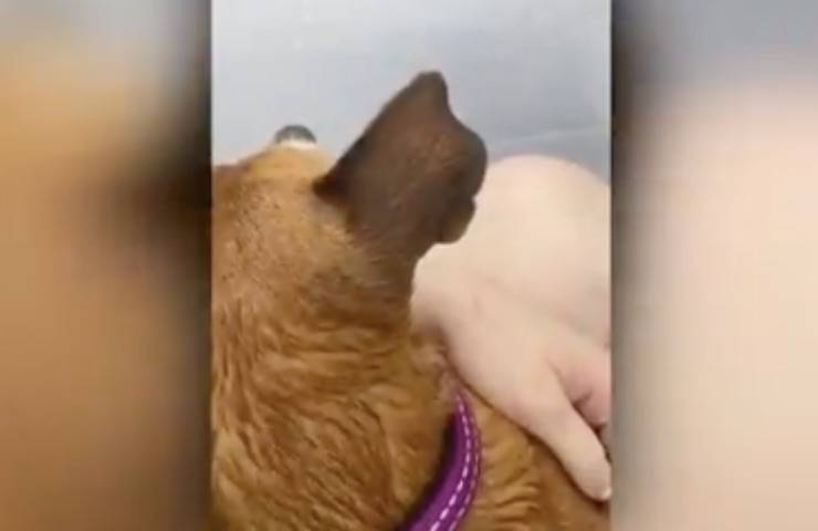 cane salvare giovane alluvione 