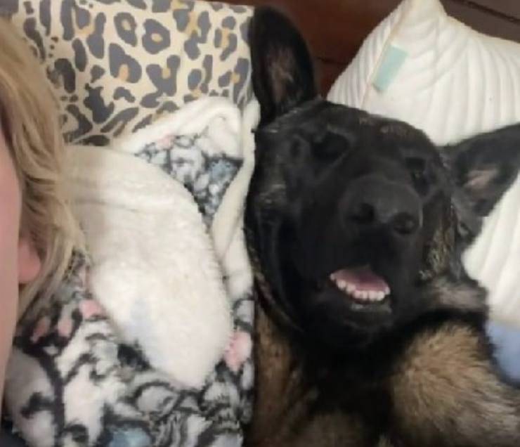 cane dorme a letto video