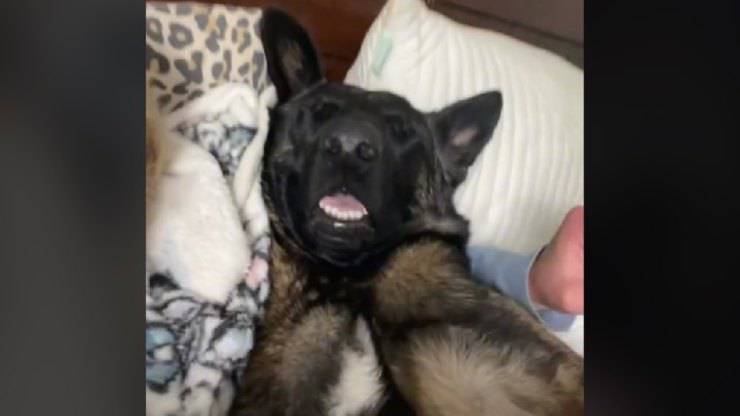 cane addormentato video