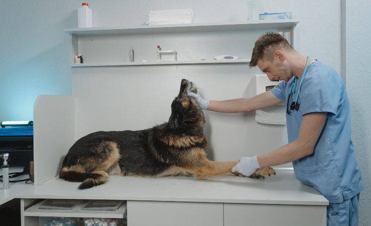 aiuti per spese veterinarie