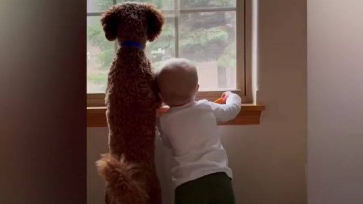 cane e bambino virale 