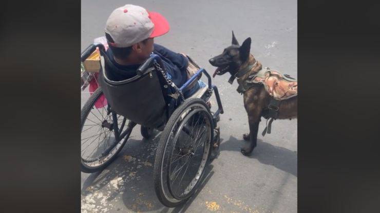 cane aiuta disabile video