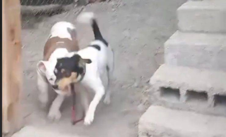 cane libera amico in guinzaglio video