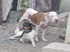 cane aiuta amico a fuggire video