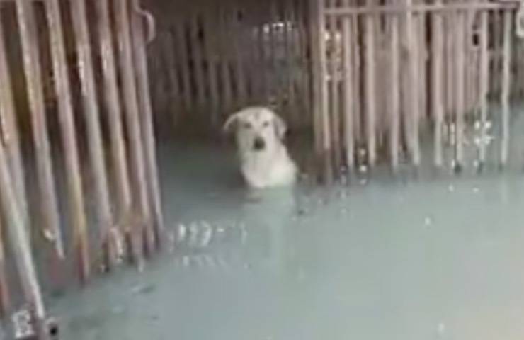 cani rifugio devastato inondazione 