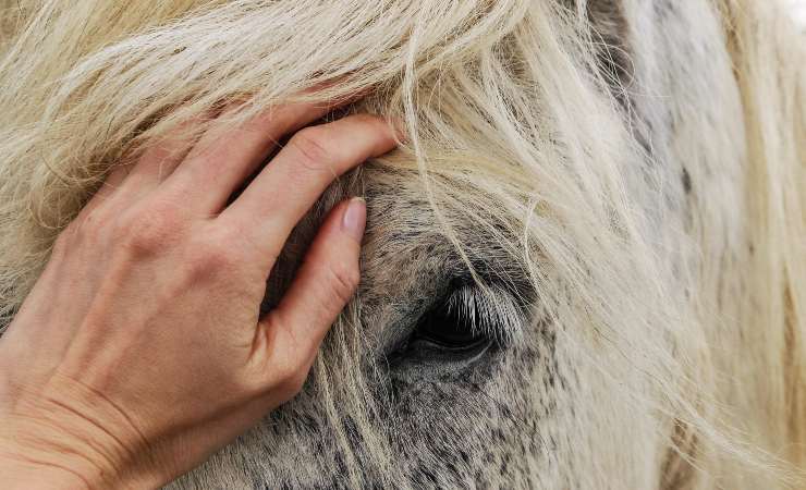 cavallo cade a terra