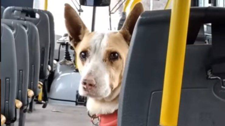 cane in autobus