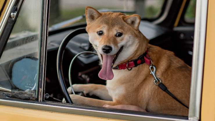 Come togliere i peli del cane dall'auto