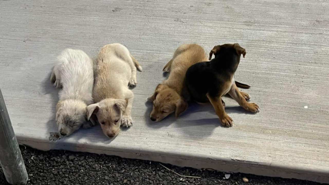 Cane randagio trova dei cuccioli abbandonati e li adotta