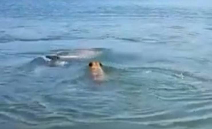 delfino e cane giocano in acqua video