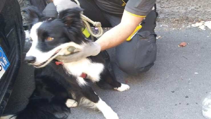 Il cane rinchiuso in auto (Foto Twitter)