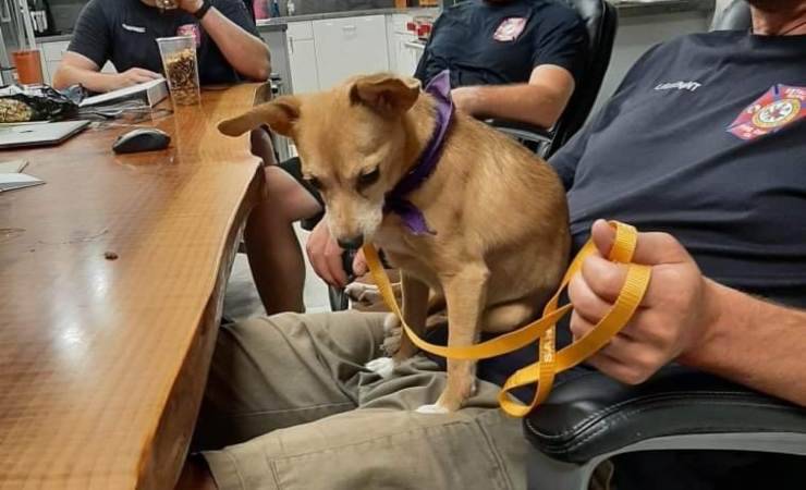 cane salvato pompieri