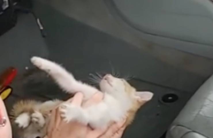 gattino intrappolato cruscotto auto
