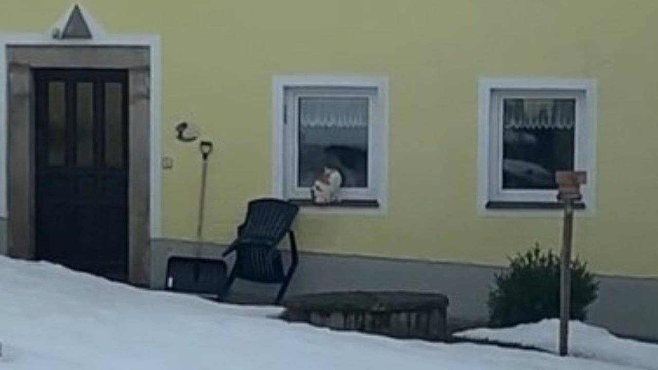 Gatto aspetta ogni giorno alla finestra il ritorno del suo umano - VIDEO