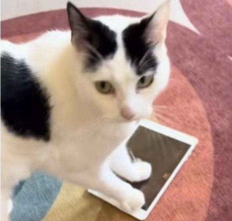 gatto gioca con ipad video