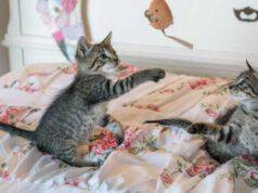 I gatti imparano i comportamenti dagli altri gatti