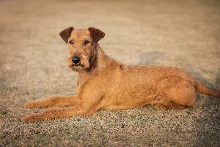 Irish Terrier