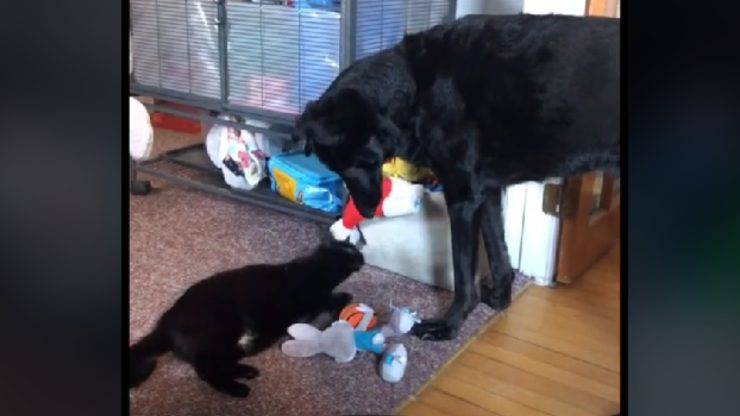 cane cieco ha il suo gatto personale video