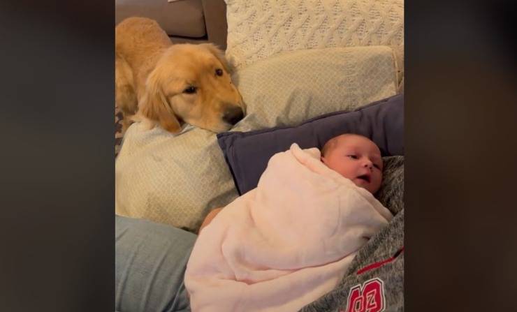 cane incontra neonato video
