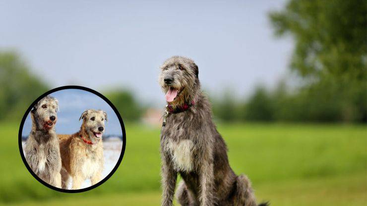 Alimentazione dell'Irish Wolfhound