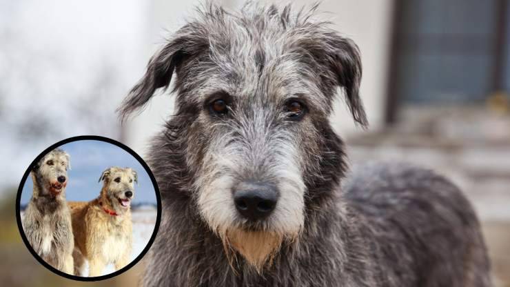 Razze compatibili con l'Irish Wolfhound