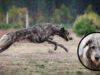 Malattie più comuni dell'Irish Wolfhound