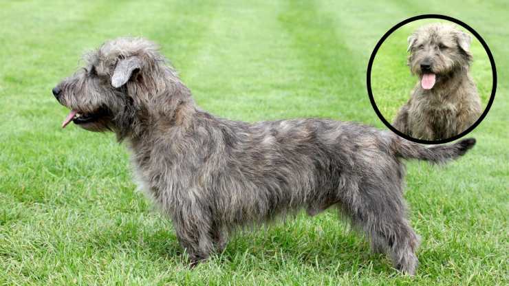 Cura del pelo dell'Irish Glen of Imaal Terrier