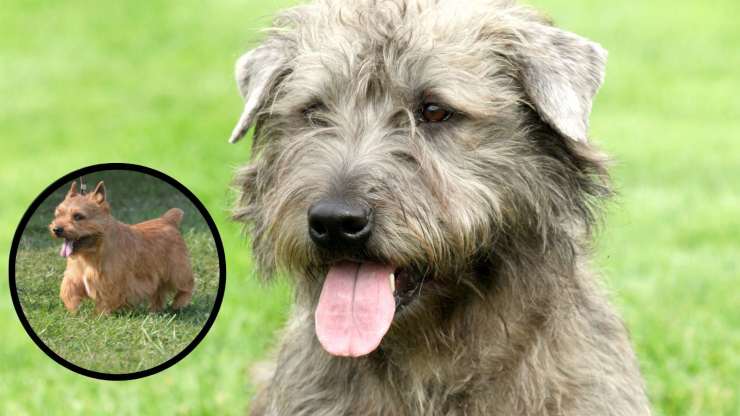 Malattie più comuni dell'Irish Glen of Imaal Terrier