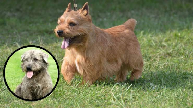 Curiosità sull'Irish Glen of Imaal terrier