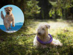 Malattie più comuni dell'Irish soft coated wheaten terrier