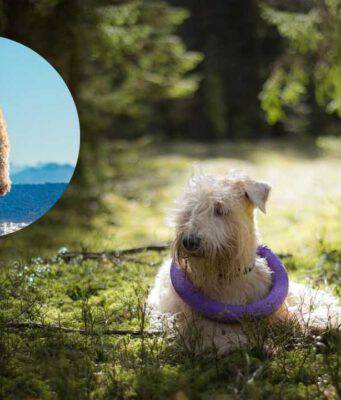 Malattie più comuni dell'Irish soft coated wheaten terrier
