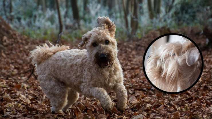Curiosità sull'Irish soft coated wheaten terrier