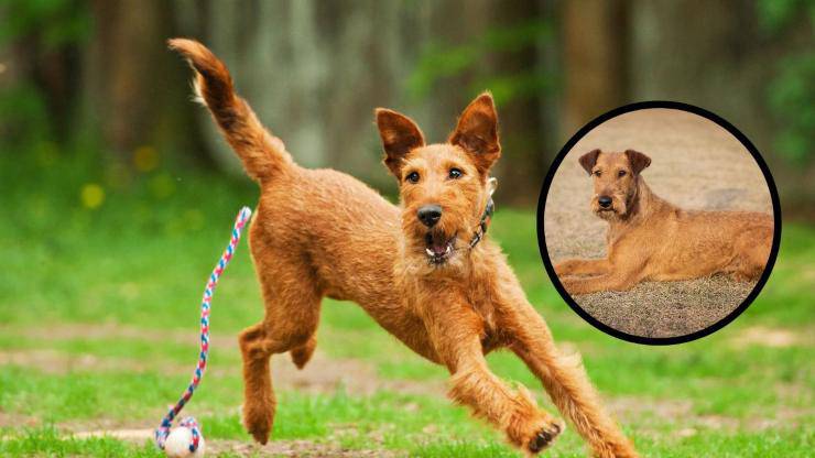 Adottare un Irish Terrier