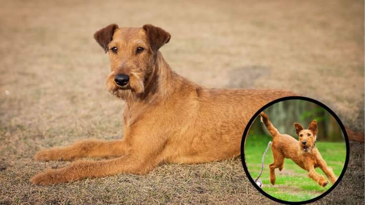 Razze compatibili con l'Irish Terrier