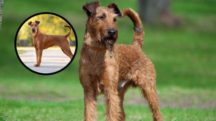 Cura del pelo dell'Irish Terrier