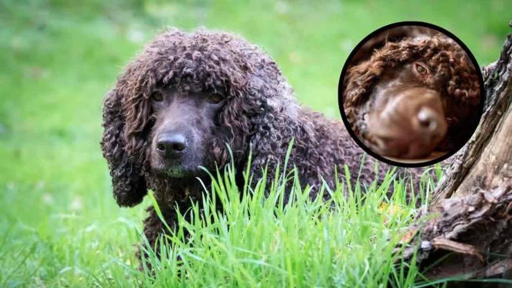 Alimentazione dell'Irish Water Spaniel