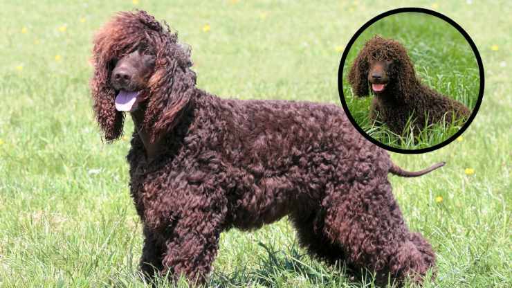 Adottare un Irish Water Spaniel