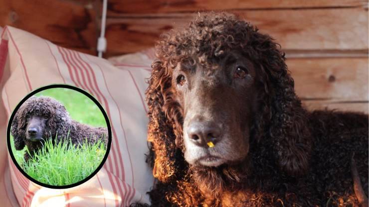 Razze compatibili con l'Irish Water Spaniel